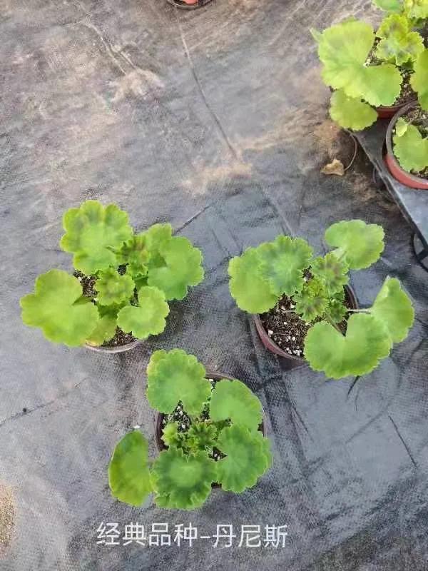 垂吊天竺葵哪些品种容易爆花,天竺葵羊宝和糖果双色哪个更爆花