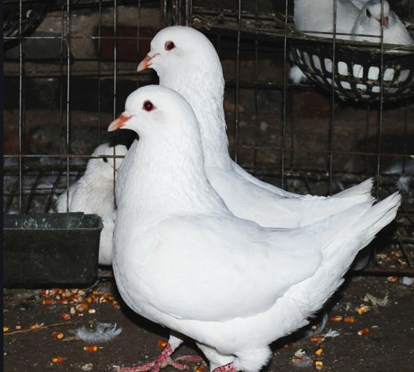 肉鸽冬天打啥疫苗最好,肉鸽疫苗怎么打