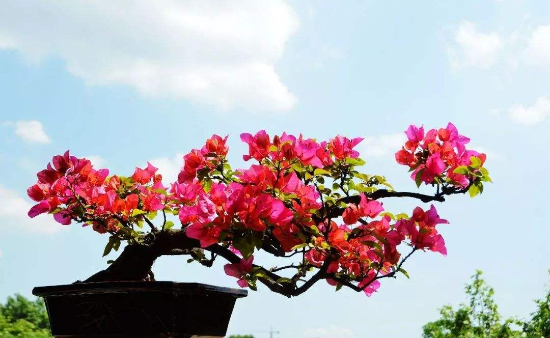 普通三角梅怎么样养成盆景,家庭养好三角梅的诀窍