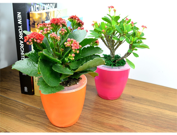 净化空气吸甲醛最好的植物排名,哪种植物适合放在室内净化空气