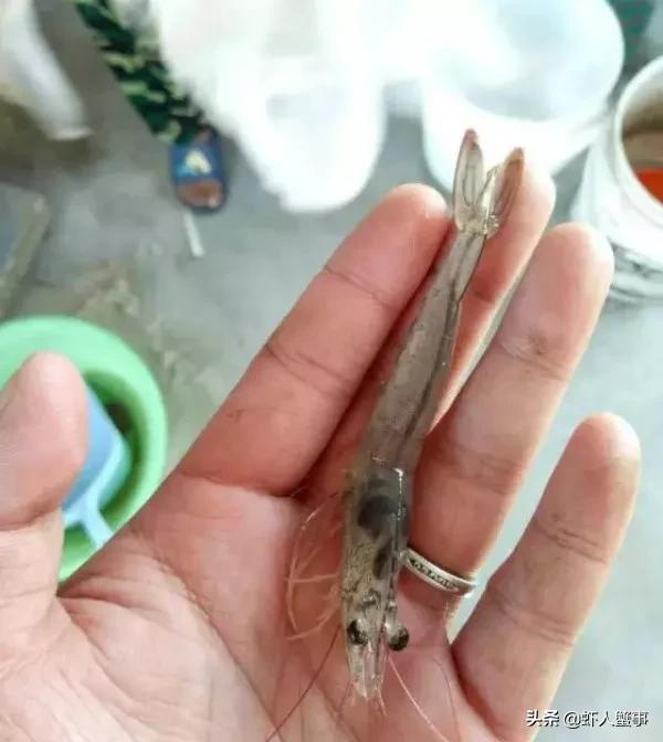 南美白对虾养殖转肝什么时候完成,养殖南美白对虾用什么药护肝好