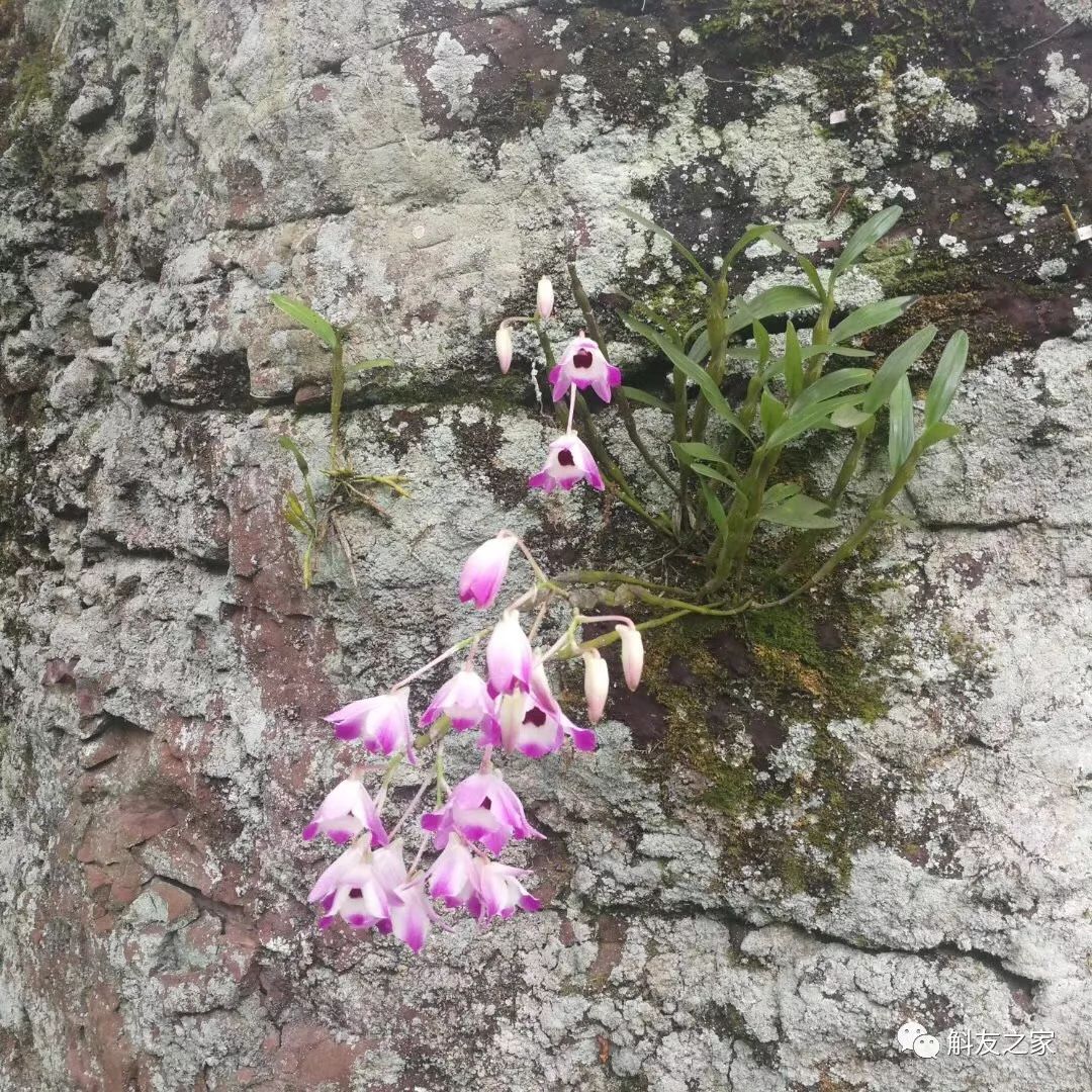 石斛兰叶子黑尖,石斛兰的茎杆子黄了怎么办