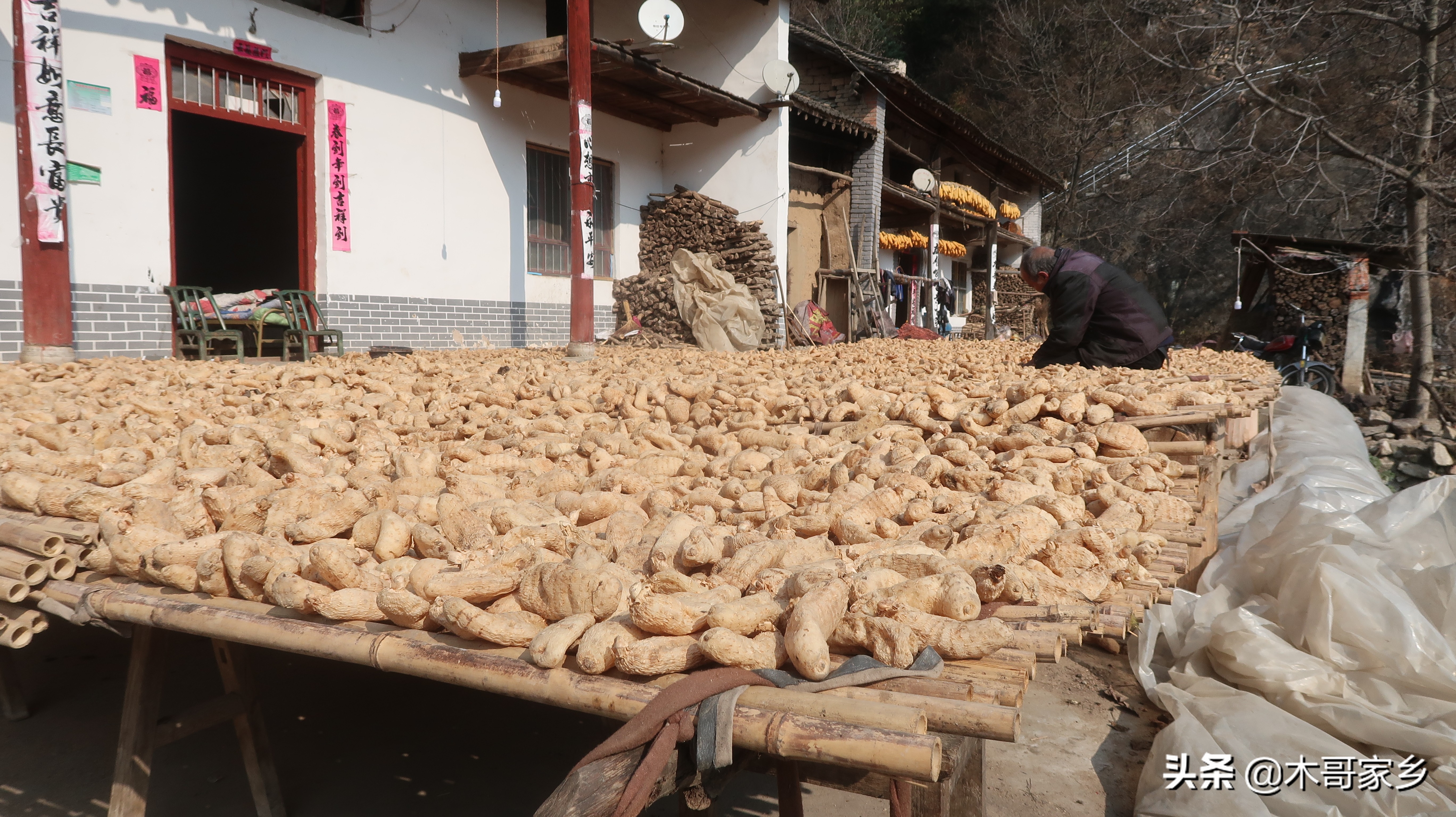 天麻在晒干过程中发霉了怎么办,天麻表面有白色一层是不是发霉