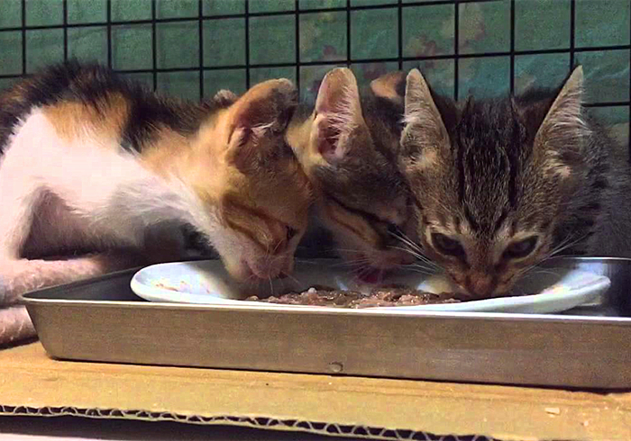 猫吃什么食物增肥最快,猫太瘦了怎么增肥最快