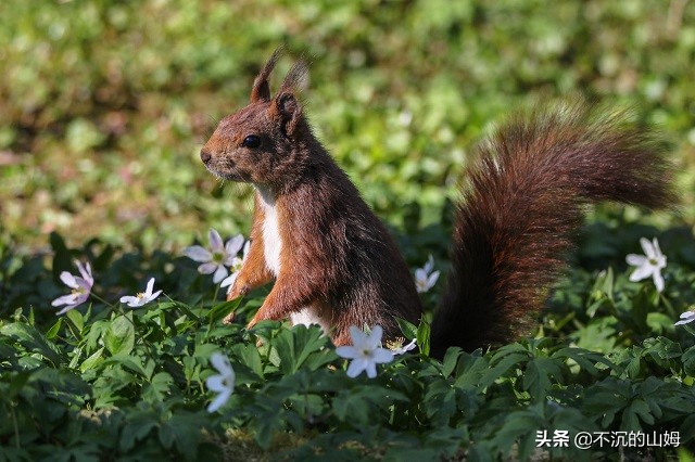 有很多国家都有中国的熊猫英文,哪些国家有中国的熊猫