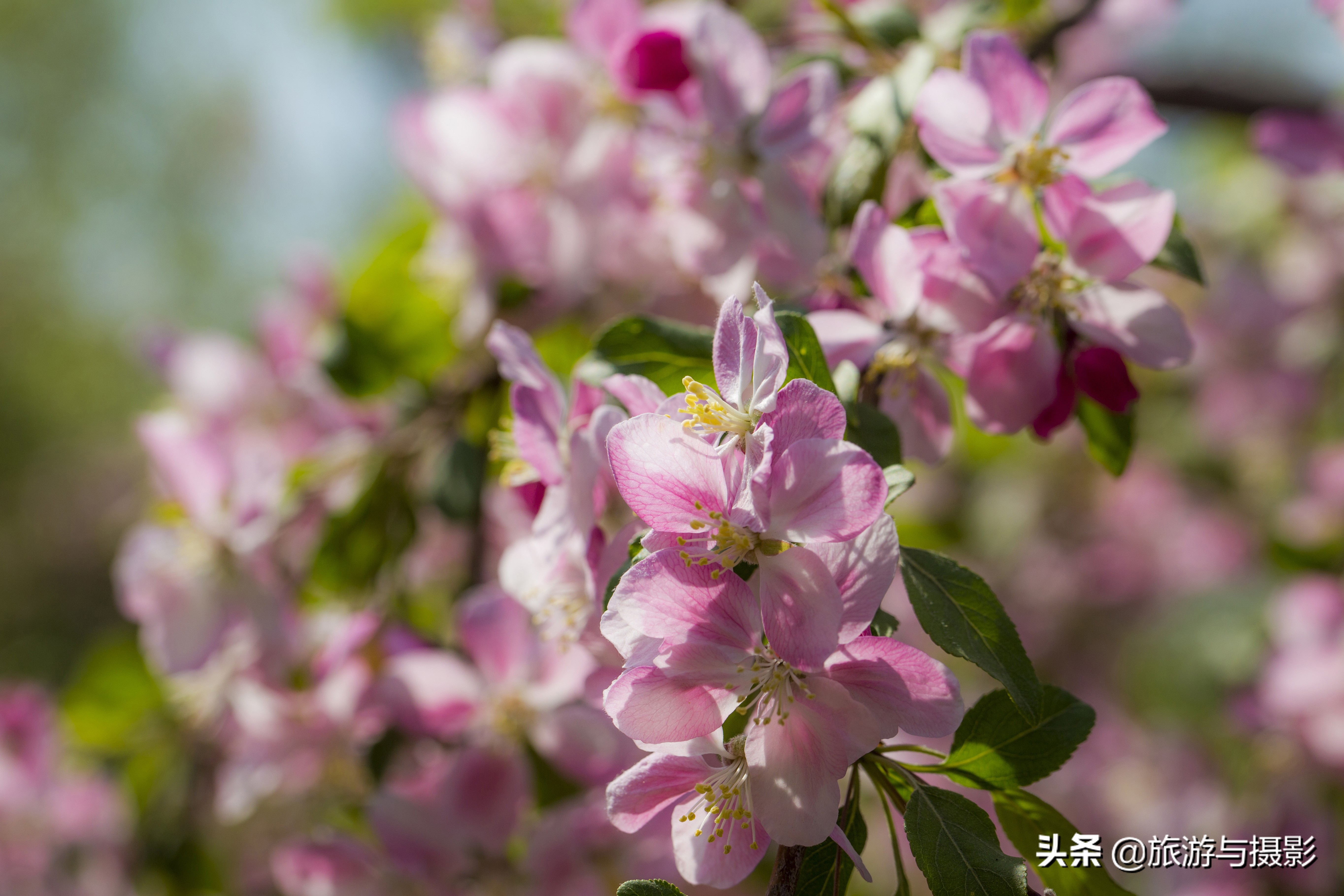 海棠花诗七绝,南宋海棠花图古诗