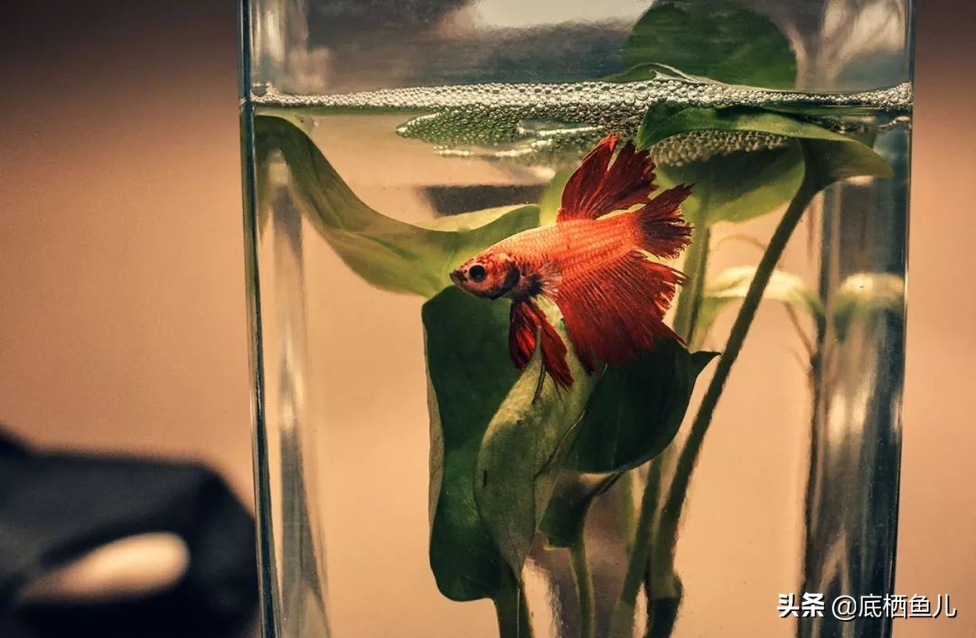 鱼缸树脂假山假花造景对鱼有害吗,懒人到底要不要弄鱼缸造景