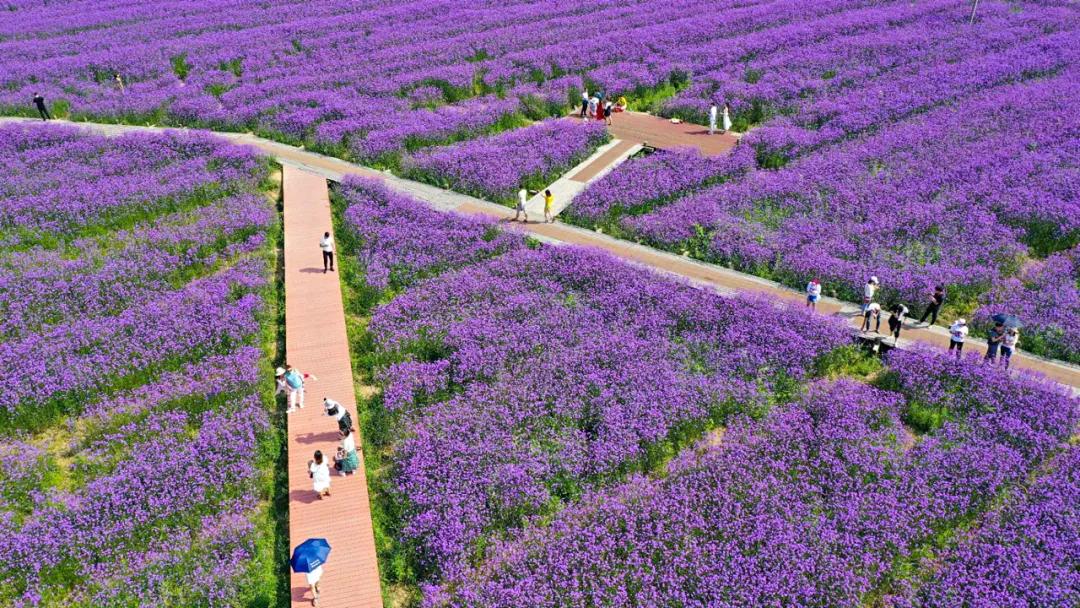 宋卫平杭州别墅,宋卫平杭州湾图片
