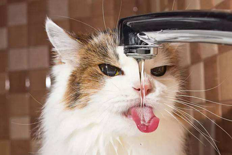 猫咪为什么不爱喝盆里的水,猫咪为啥不爱吃冻干