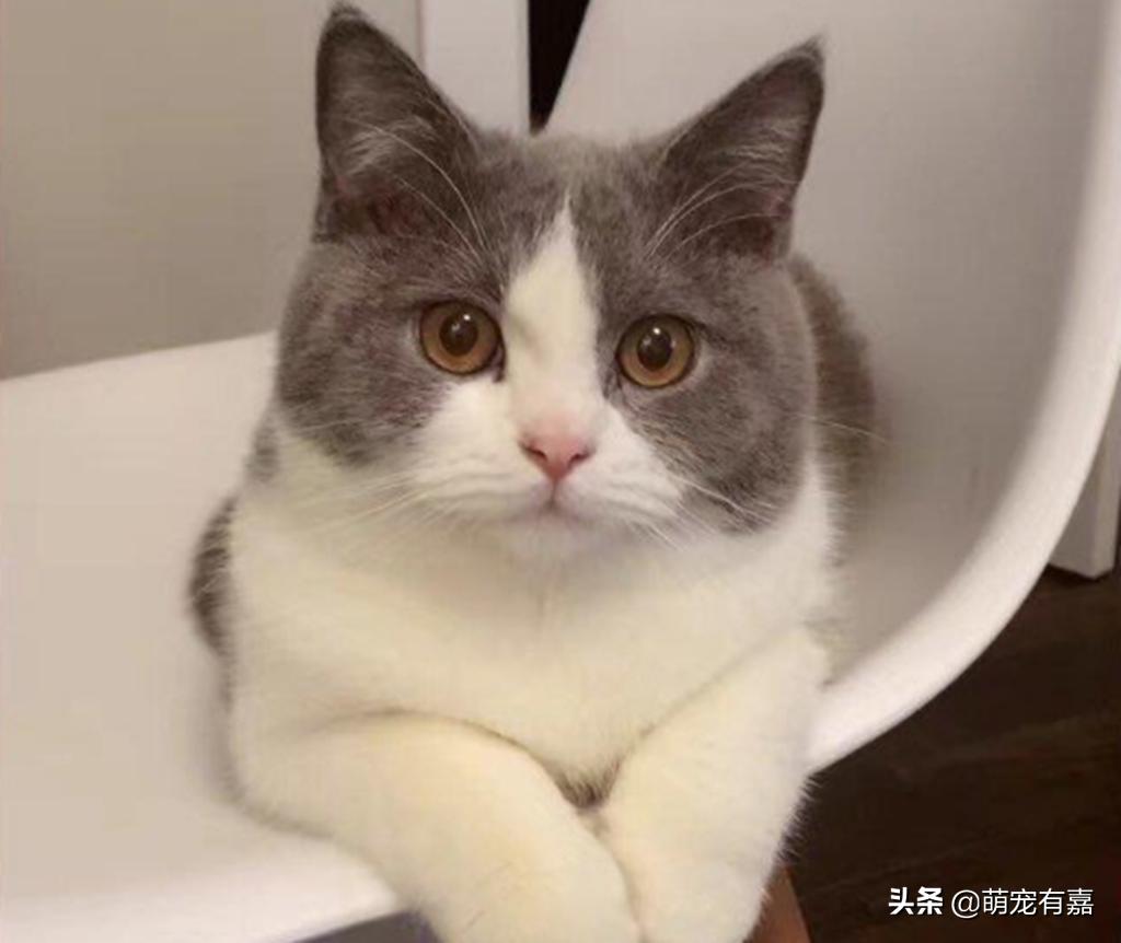 猫口炎期间怎么清洁牙齿,猫咪口炎吃什么药有效