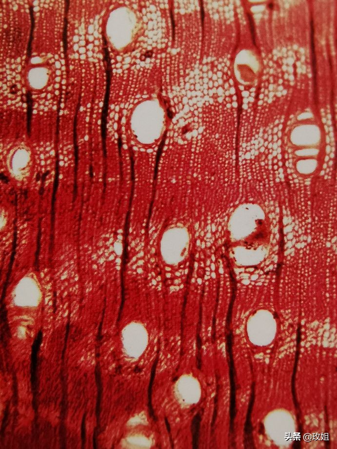 阴沉木和乌木是同一种木吗,阴沉木是什么木