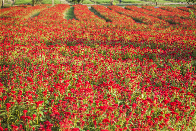 花都美林湖景区,广州花都美林湖攻略