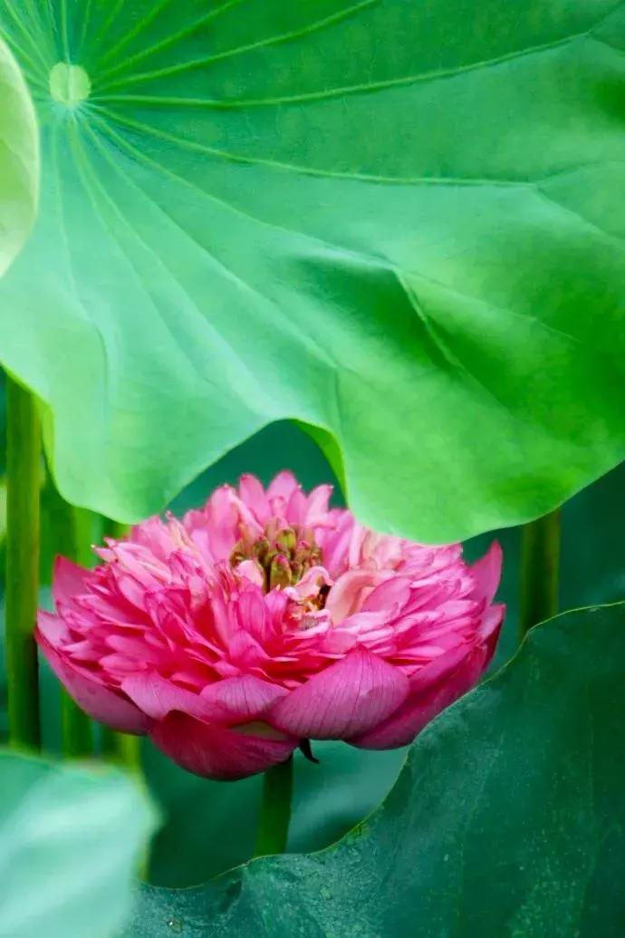 又到一年赏荷季又见荷花,广州莲花山荷花