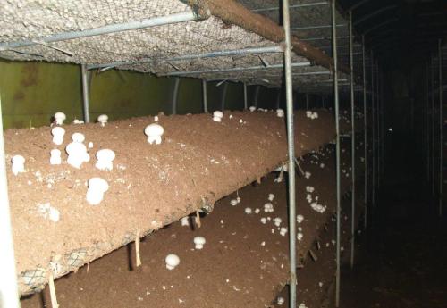 双孢菇菌种培养方法视频,双孢菇料进棚后二次发酵过程