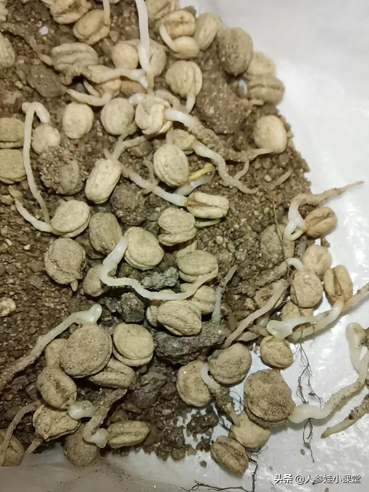 人参和野山参有什么区别图片,科普中药人参