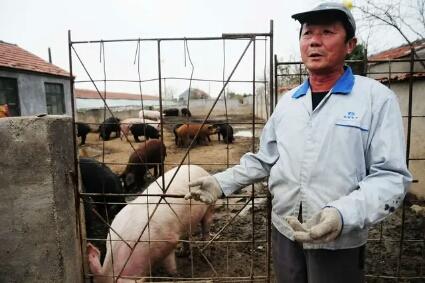 2月4日猪价迎来“四连涨”，吃“白菜价”猪肉难了？专家：还有机会