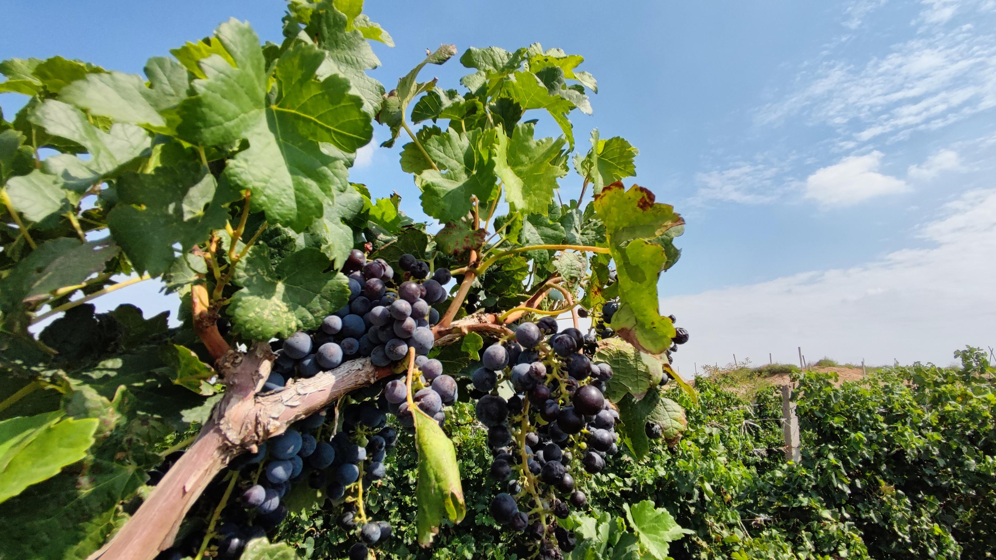 贺兰山红酒传奇,贺兰山东麓葡萄酒前世今生