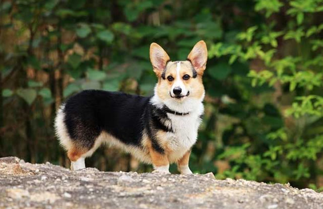 柯基狗粮如何搭配好吃又营养,柯基狗粮怎么养好吃又简单