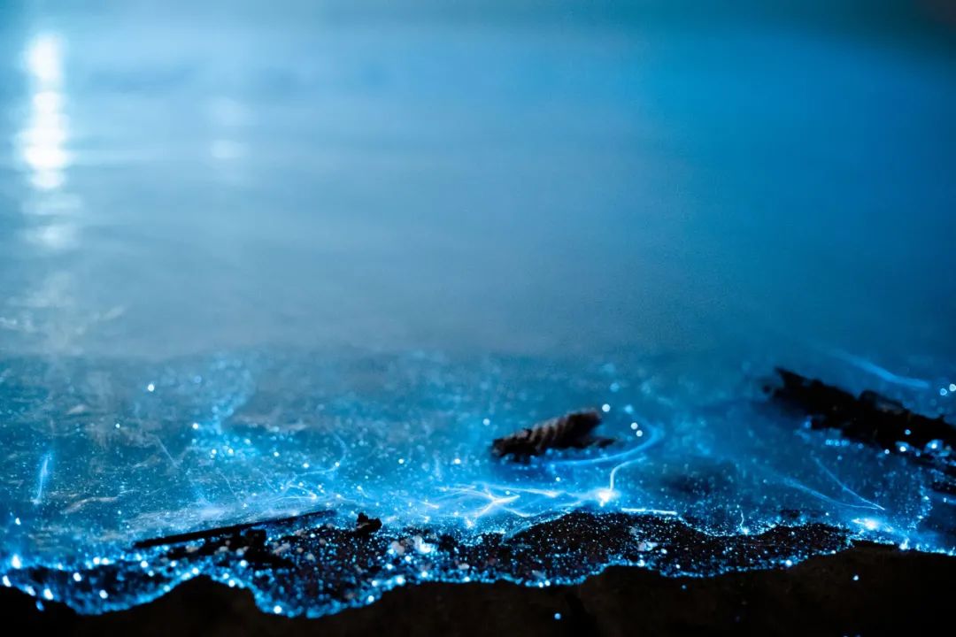 “蓝眼睛”迎来大爆发！现实版“奇幻漂流”，大海已经美成星河