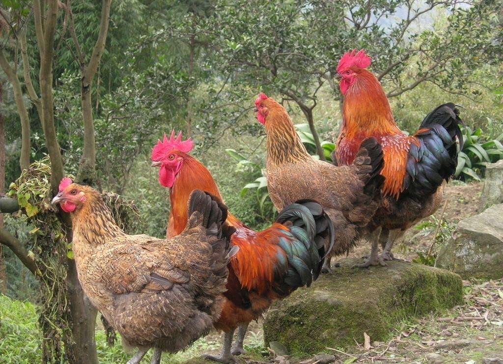 农村土鸡为什么那么香,农村散养土鸡三黄鸡入口软烂