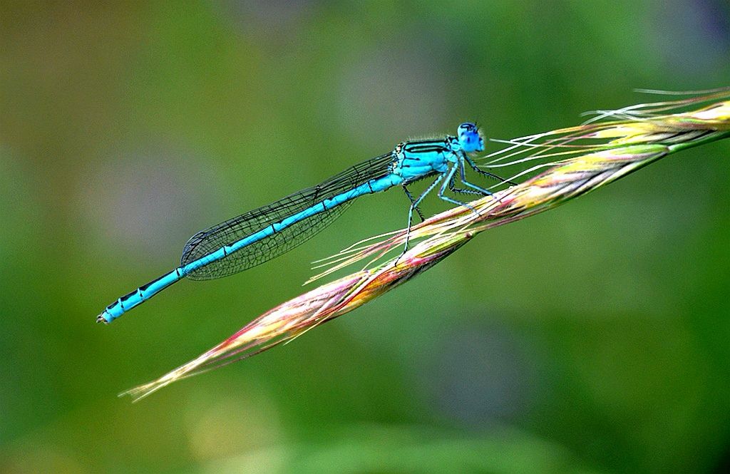 中国稀有动植物名称及分布,中国植物动物介绍