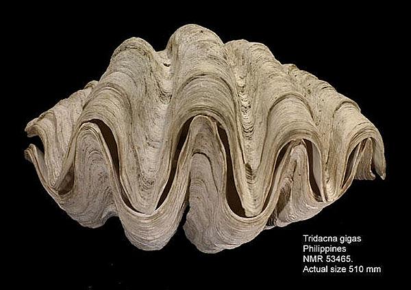 韩国小姐姐吃蛤蜊豆腐汤,韩国小姐姐吃大八爪鱼倒霉瞬间