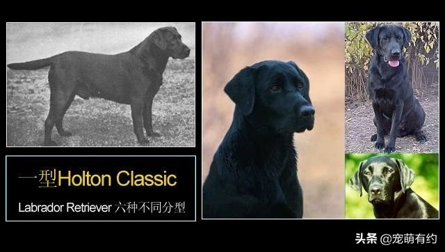 拉布拉多犬特点和缺点分析图,拉布拉多犬形态标准图