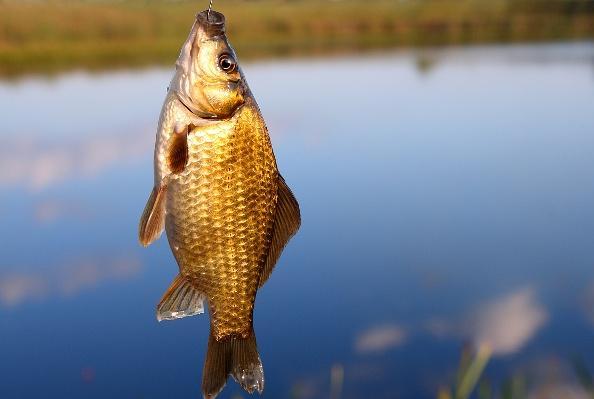 钓到小鲫鱼如何做菜,钓鲫鱼的最好面食
