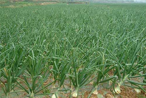 洋葱病虫害有哪些防治相当重要知道方法可以提前预防