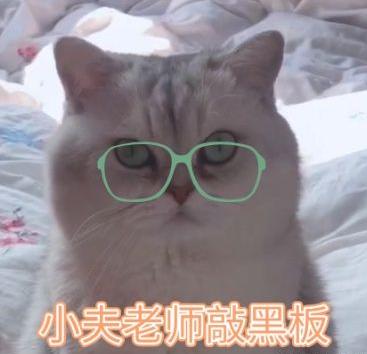 英短猫长大后是什么样的,英短猫的成长大小跟什么有关