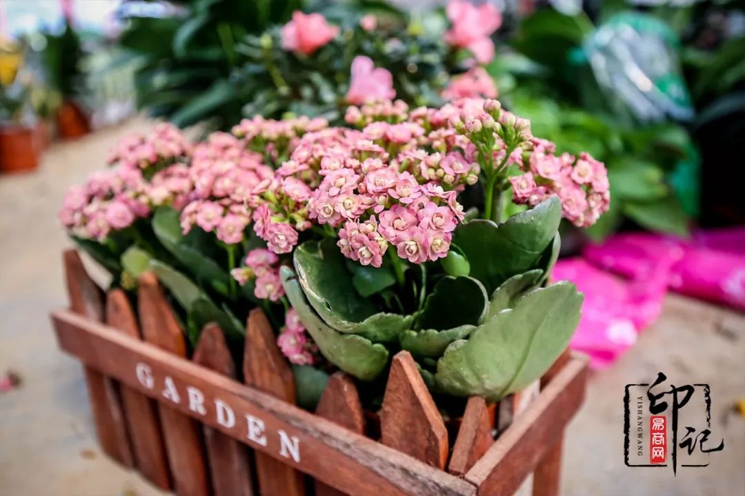 商丘道北花鸟批发市场,商丘花鸟宠物市场