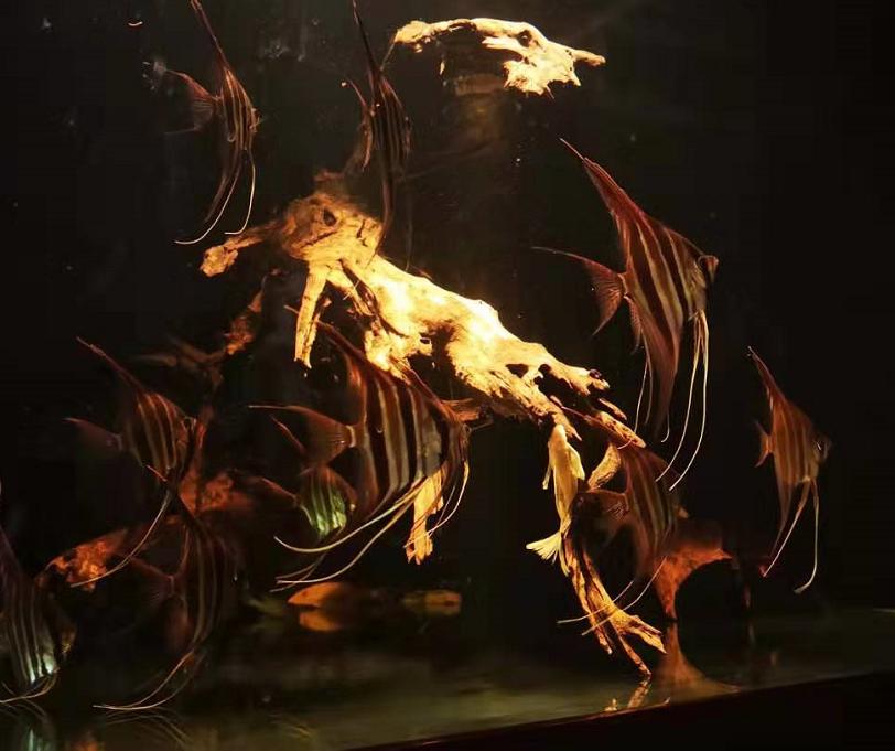 观赏鱼净水剂对鱼有没有危害,水质清澈剂对观赏鱼有没有影响