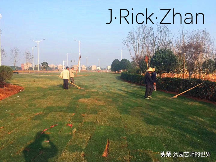 怎样种植草坪技术,果岭草坪的种植养护方法及技巧