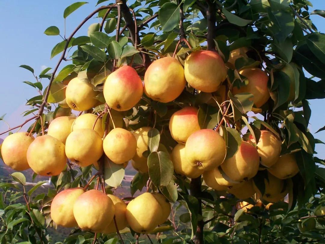 祖国颂|走进大梨树看小康