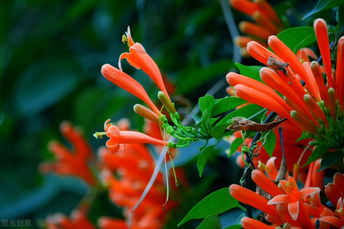 园林人需要知道的85个花卉知识,园林花卉的种类及图片