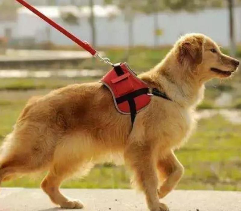 狗狗凶人反抗应该怎么引导,训练狗狗遇到坏人怎么处理