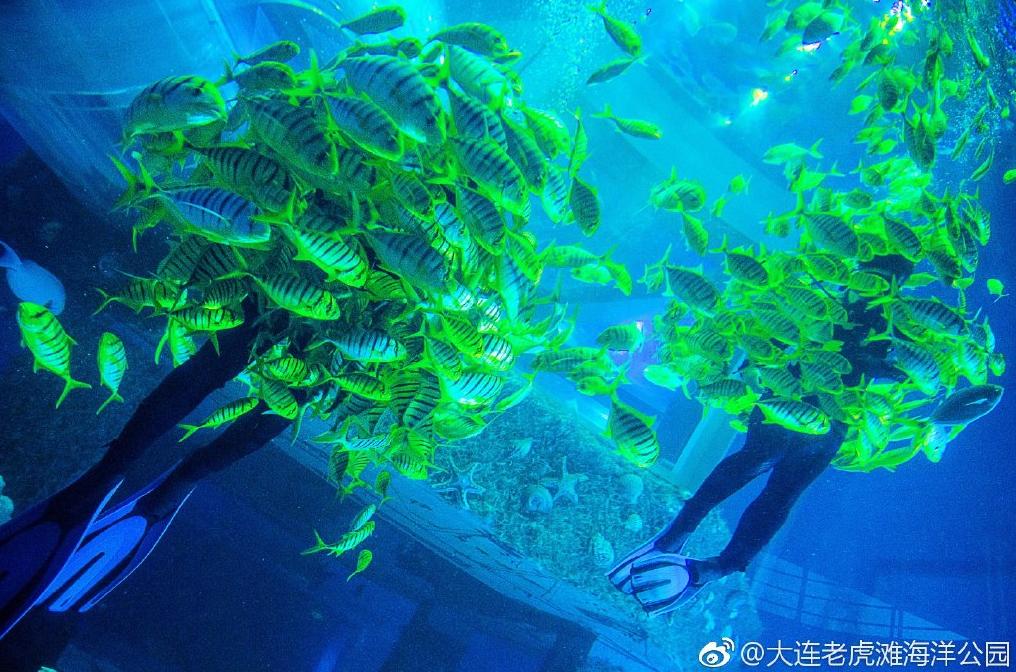 海滩再现绝美荧光海宛如蓝色星河,成都荧光海滩