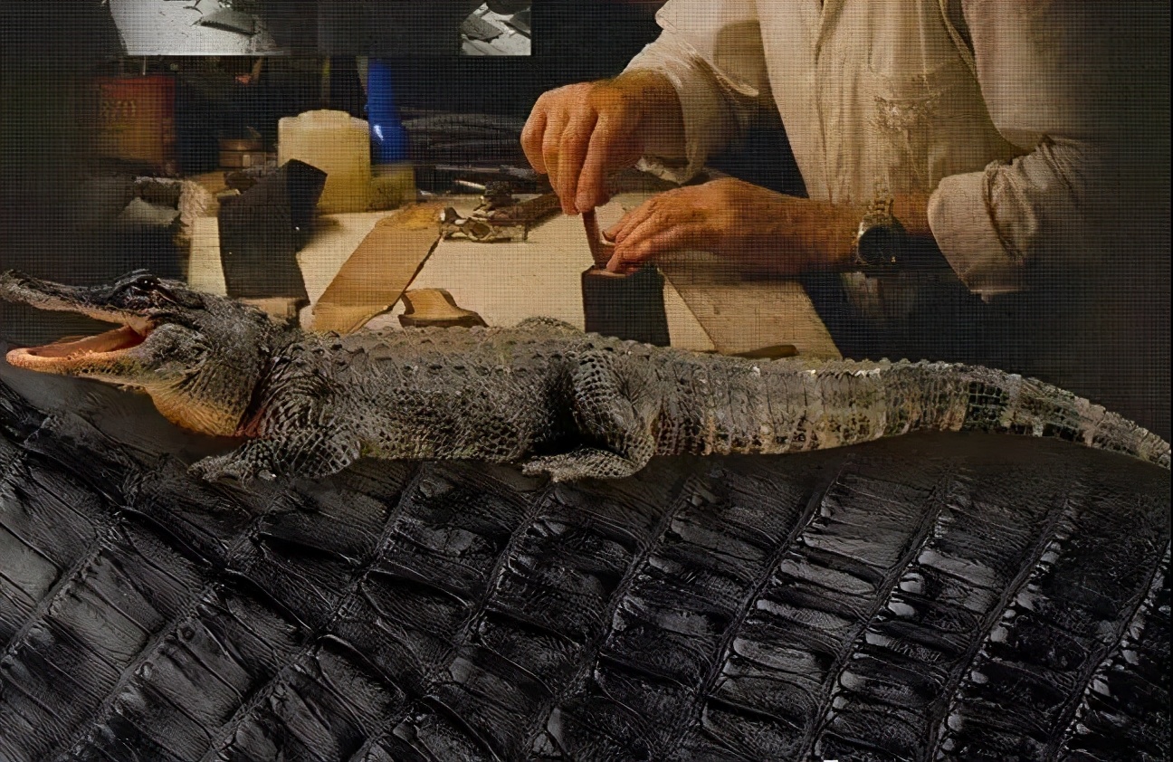 10大理由让你选择鳄鱼皮具不再犹豫