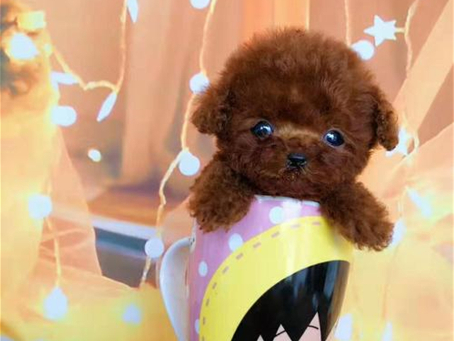 茶杯犬的习性与养殖,茶杯犬的饲养知识