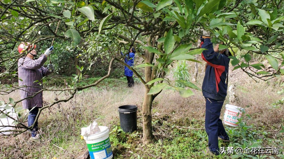 临近年关吃东西容易上火，就让这款小甜橙拯救一下