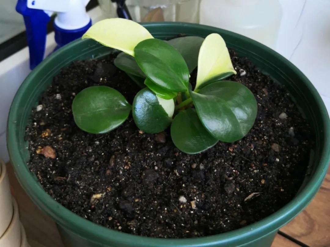 扦插花的养殖方法和技巧,养花扦插有妙招多肉