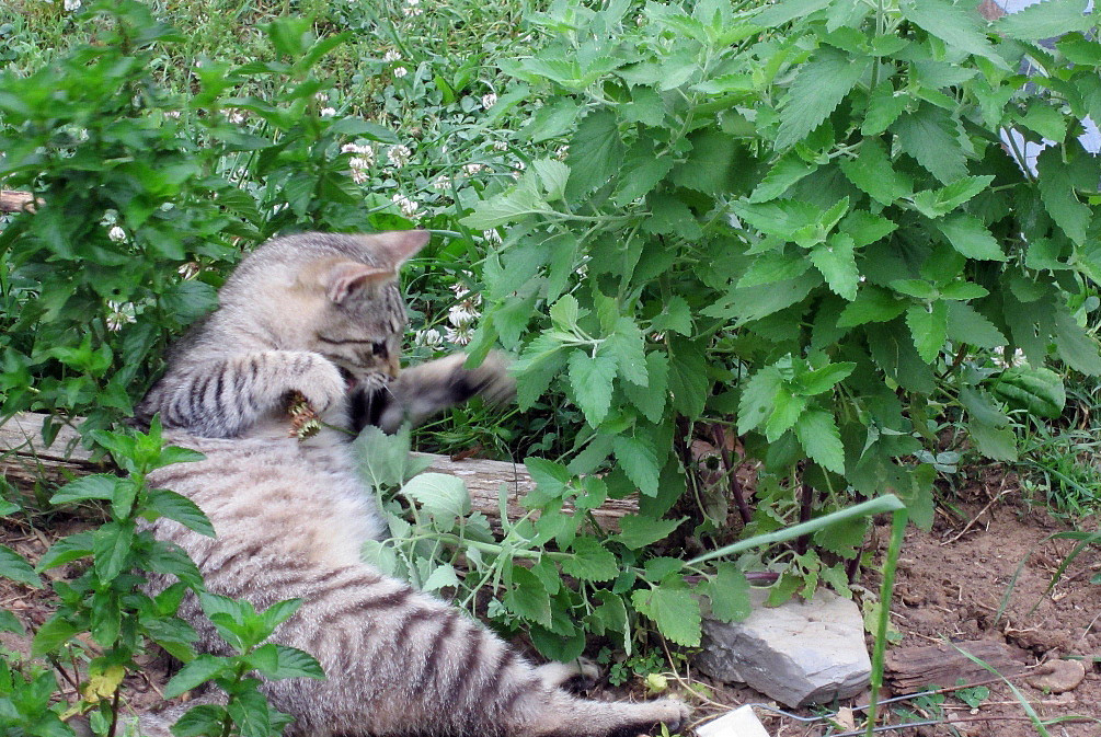 猫吃了猫薄荷像吸毒,猫吃了猫薄荷是不是像吃了菌子