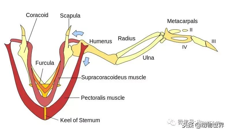 鸟类的产热结构,鸟类的结构特点有哪些