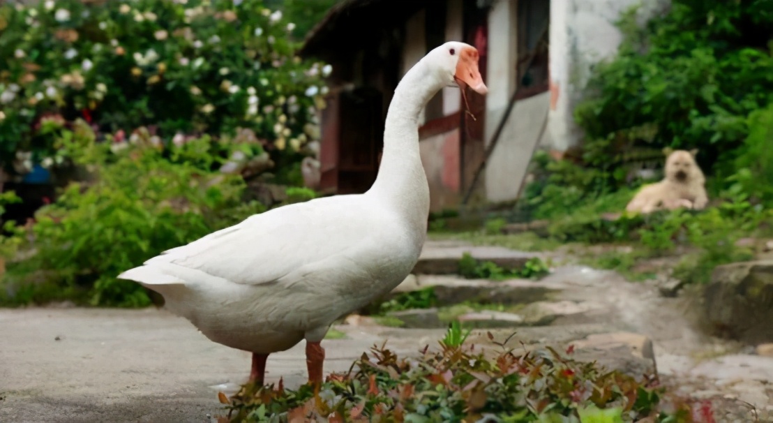 鹅粪便为什么不能杀蛇,鹅屎为什么能杀死蛇