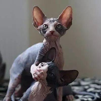 世界上最致命的猫黑足猫,世界十大奇特的猫你见过哪一种