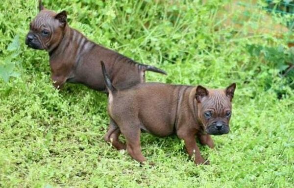 川东猎犬藏獒,川东猎犬容易攻击人吗