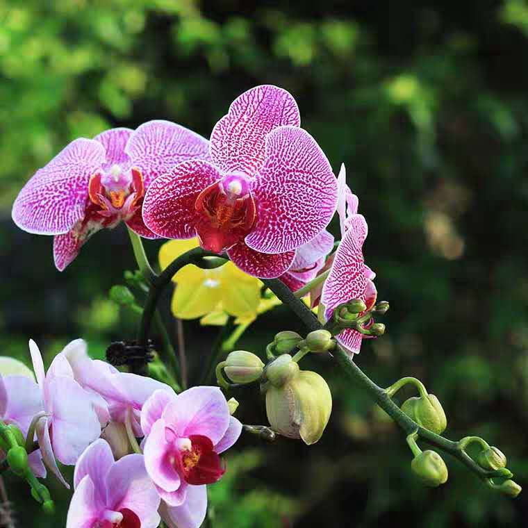 蝴蝶兰开花期间烂根,两棵蝴蝶兰的养殖方法