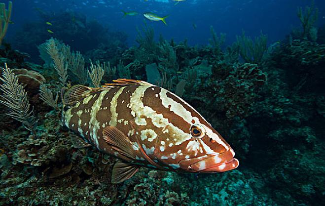 钓鱼五年都没钓上过石斑鱼？用鲜虾这样钓，下竿就上大石斑