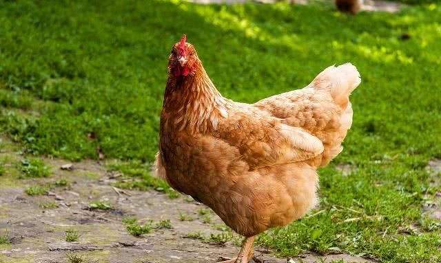 母鸡下软壳蛋怎么办呢？及防治措施？