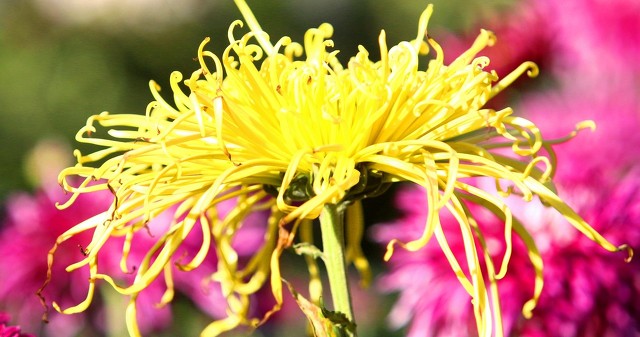 战地黄花电影,战地黄花26